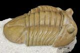 Asaphus Ornatus Trilobite - Russia #165441-2